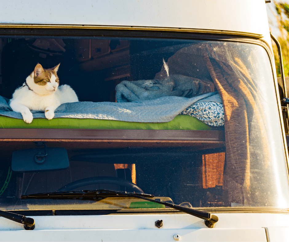 10 Tips For RV Life & Travel With Cats