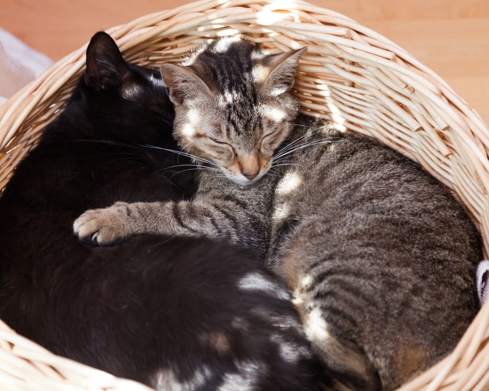 cats-cuddling (1).jpeg