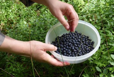 Picking Maine blueberries