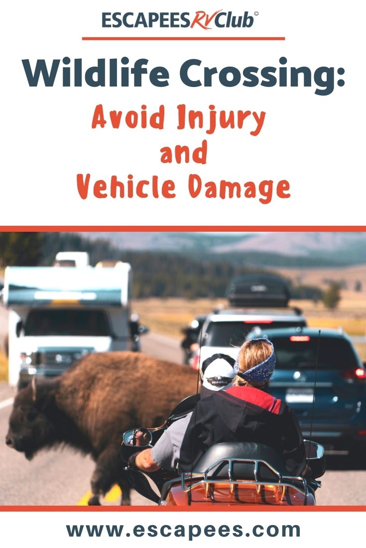 Wildlife Crossing: Avoid Injury and Damage to Your RV 3