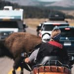 Buffalo crosses busy road