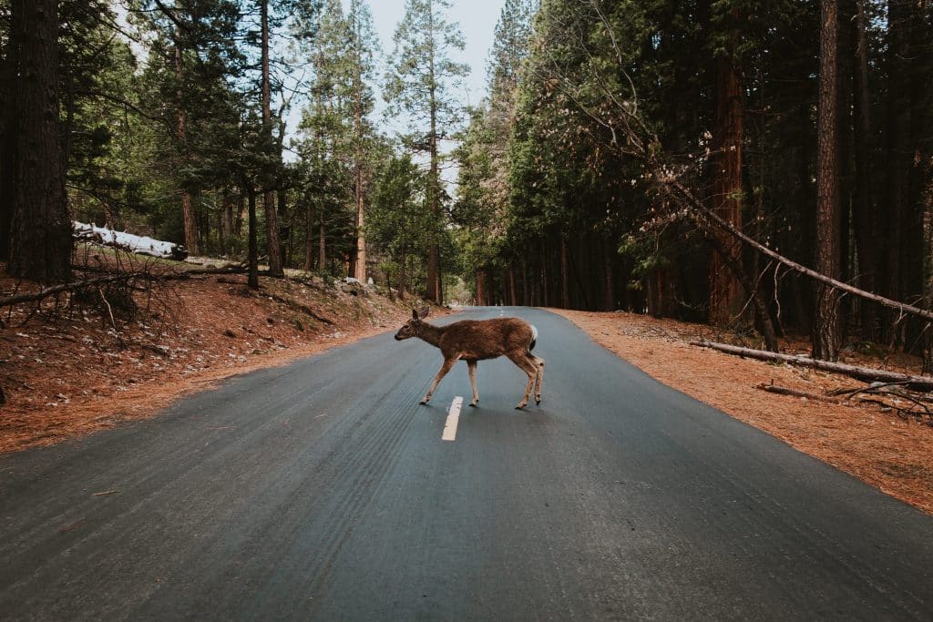 Wildlife Crossing: Avoid Injury and Damage to Your RV 1