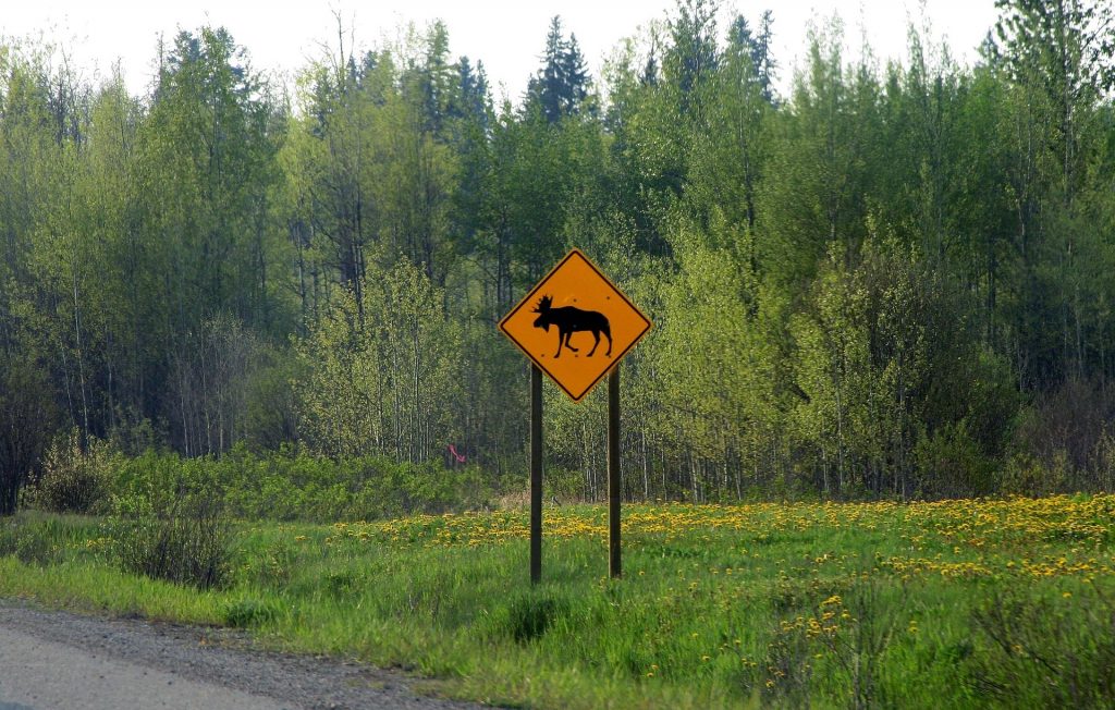 Highway sign warning of moose crossing