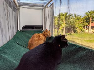 Two cats resting in outdoor enclosure