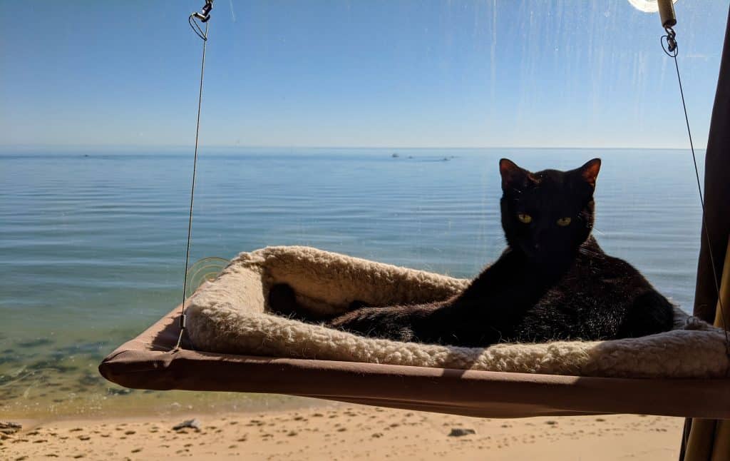 RVing with Cats: Taking Your Adventure Pets on the Road 57