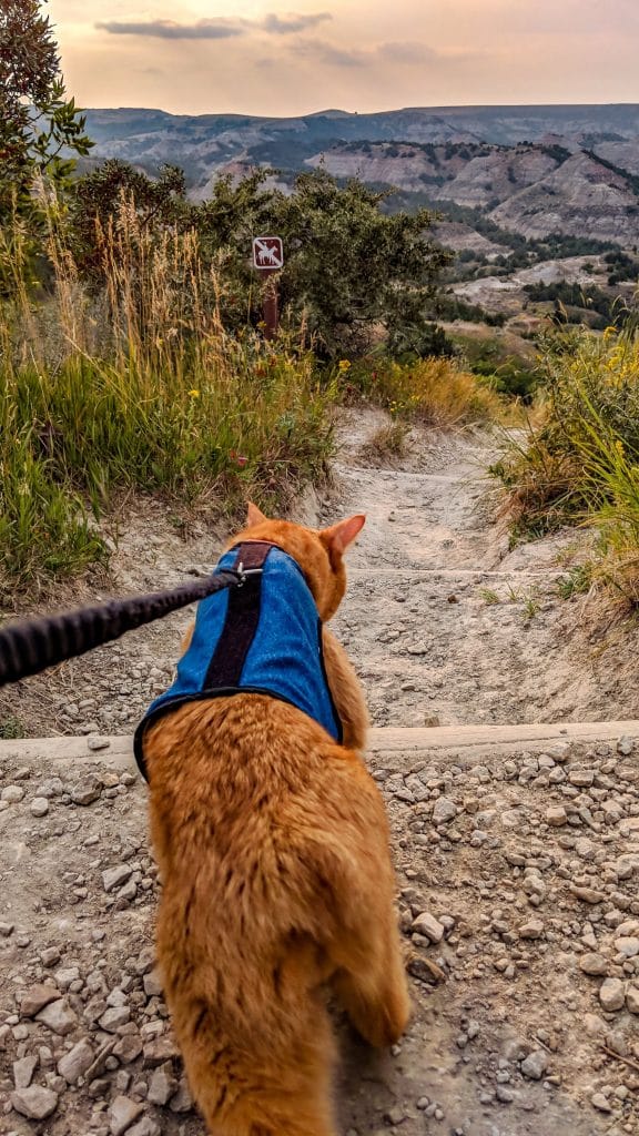 RVing with Cats: Taking Your Adventure Pets on the Road 58