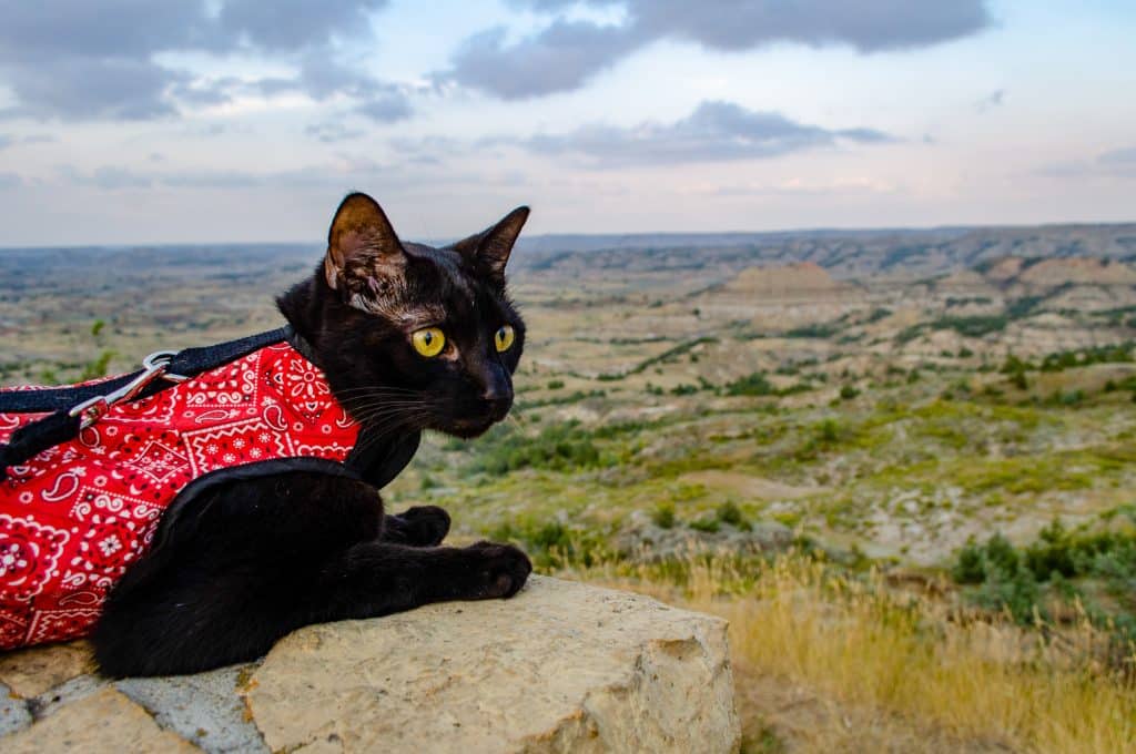 RVing with Cats: Taking Your Adventure Pets on the Road 13