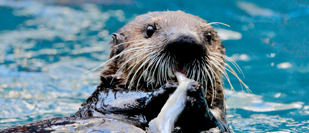 Alaska SeaLife Center otter