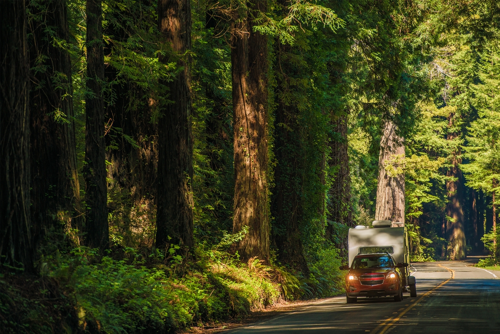 camping-in-the-redwoods