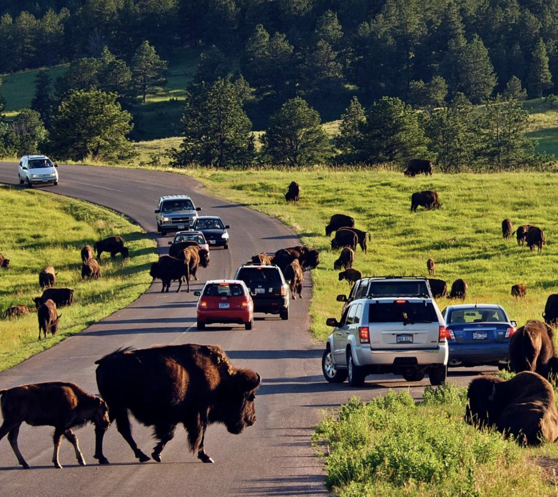 photo Custer state park wildlife loop drive