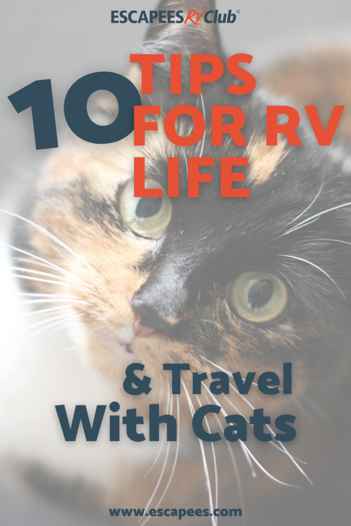 10 Tips For RV Life & Travel With Cats 3