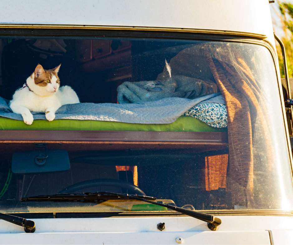 Cat sits in window of RV