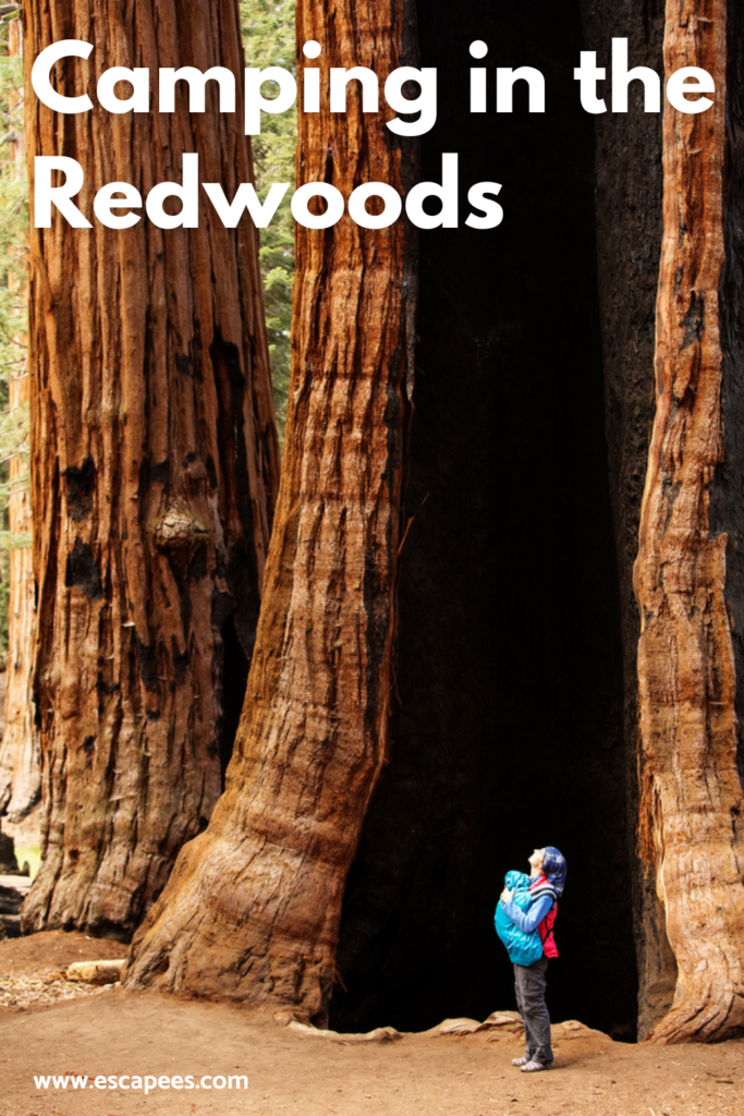camping-in-the-redwoods