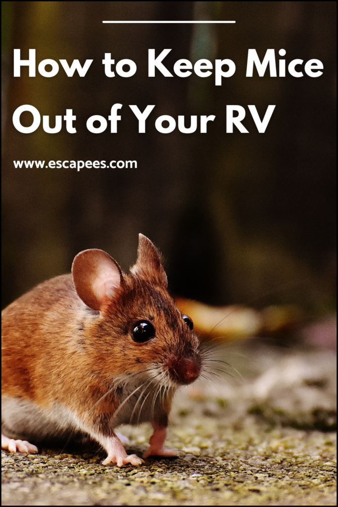 How To Keep Mice Out Of Your RV 13