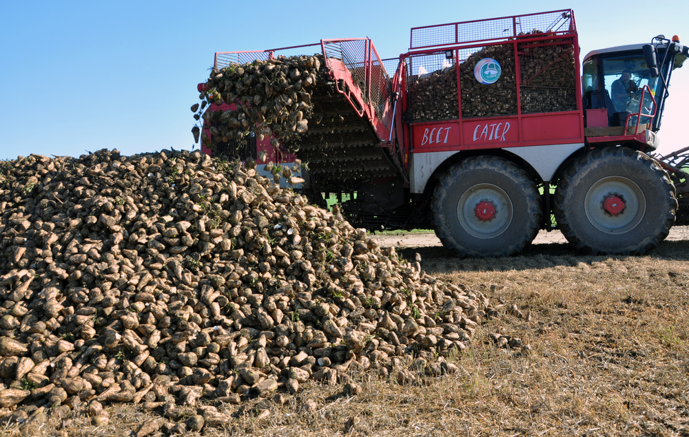 The Sugar Beet Harvest- an Unbeetable Experience 4