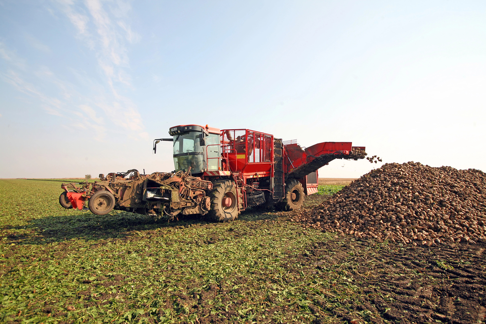 The Sugar Beet Harvest- an Unbeetable Experience 5